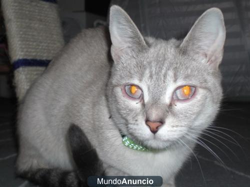 Gina crucesito de siames de 6 meses busca una oportunidad