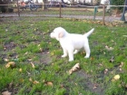 Labrador Golden Retriever - mejor precio | unprecio.es