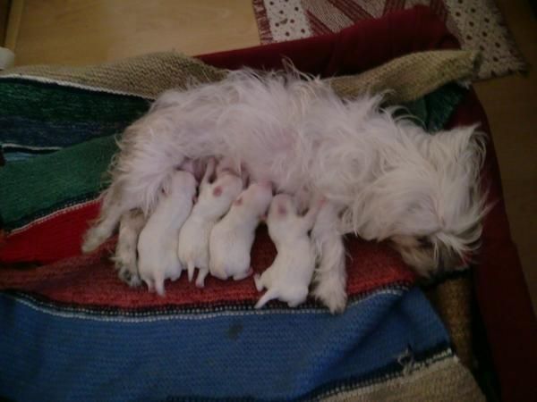 VENDO CAMADA DE BICHON MALTES CON PEDIGREE