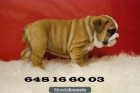 Bulldog ingles, perritos de dos meses,conozcanos en www.doogs.es - mejor precio | unprecio.es