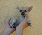 Cachorritos preciosos de Chihuahua - mejor precio | unprecio.es