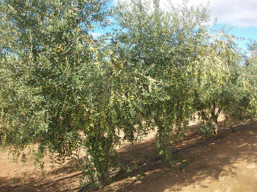 Finca en termino de vinyols (400mts de cambrils. detras de restaurante los conejos-gasolin