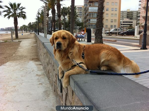 GOLDEN RETRIEVER