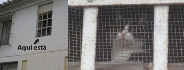 Misha, gatita encerrada necesita adopción