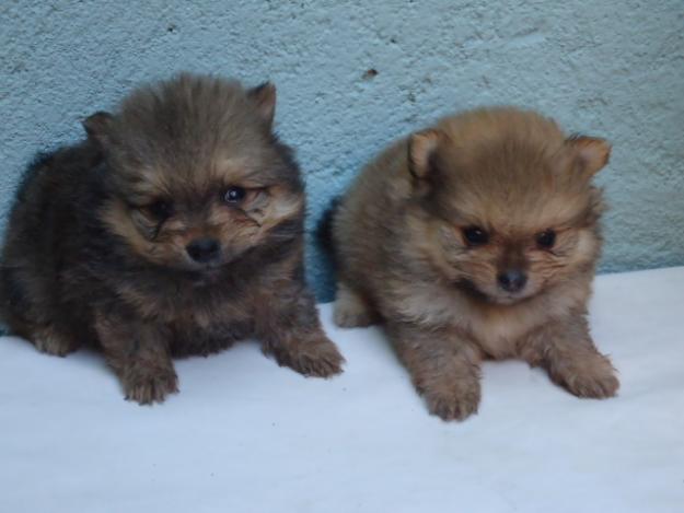 Pomeranias cachorritos de Valdehierro en venta