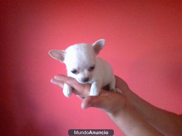 PRECIOSOS MINIATURAS DE CHIHUAHUAS 350€