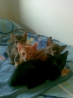 Regalo gatita de 2 meses - mejor precio | unprecio.es