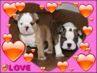 Bulldog Ingles ¡ el excelentes cachorros que deseas  ! - mejor precio | unprecio.es