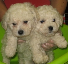 Bichon frise macho - mejor precio | unprecio.es