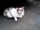 Encontrada preciosa gatita tricolor - mejor precio | unprecio.es