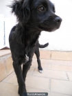 PERRITO ABANDONADO EN SEVILLA BUSCA DUEÑO - mejor precio | unprecio.es
