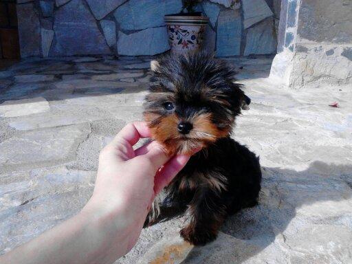 Preciosos cachorritos de Yorkshire minis y medianitos