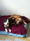 se vende excelente cachorro american pitbull terrier buen precio - mejor precio | unprecio.es