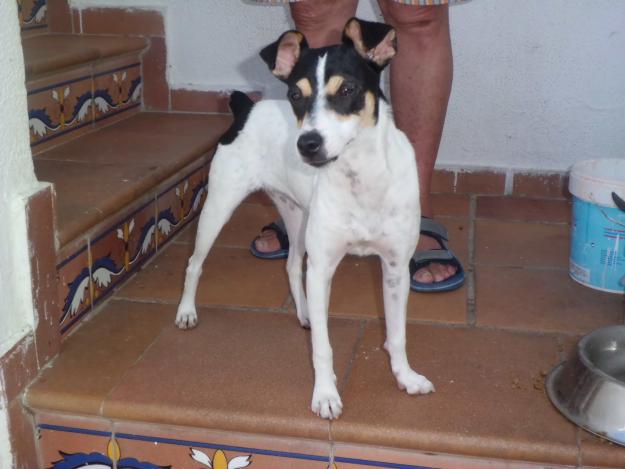 PRECIOSO PERRO BODEGUERO SANLUQUEÑO