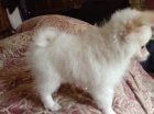 Pomerania Blanco-Mini Exótico 70% Dcto. - mejor precio | unprecio.es