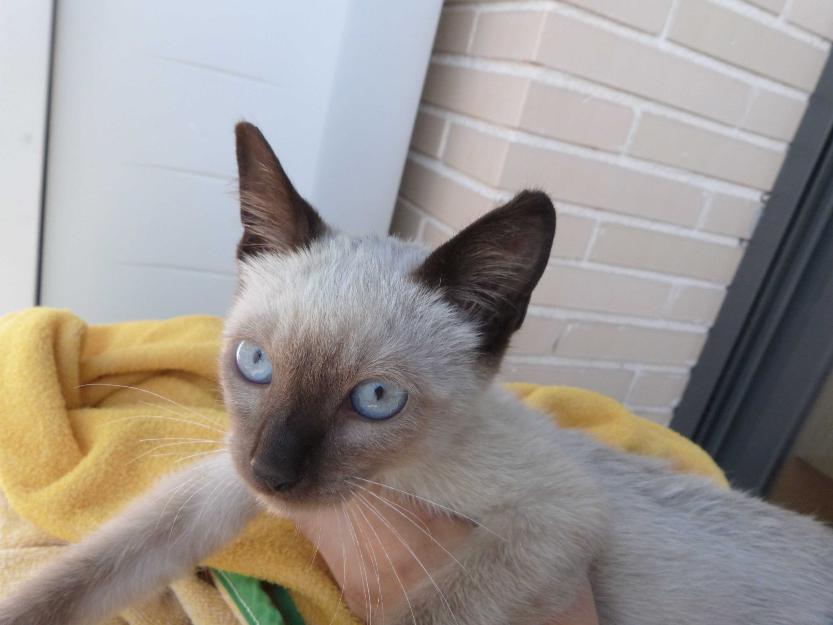 GRISET, gatito de raza siamés en adopción, es precioso