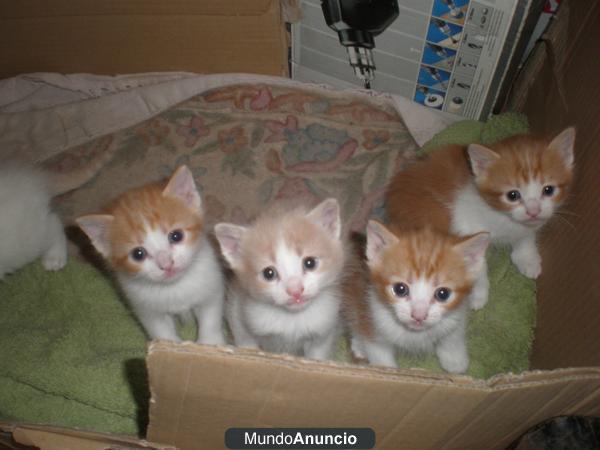 ARISTOGATILLOS
