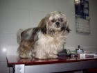 BUSCO NOVIA SHIH TZU - mejor precio | unprecio.es