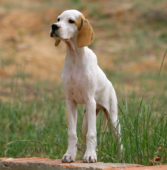 CACHORRO POINTER HEMBRA HIJA DE CAMPEON DE ESPAÑA