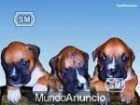 Cachorros de boxer - mejor precio | unprecio.es