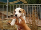CACHORROS DE JACK RUSSELL 550€ - mejor precio | unprecio.es