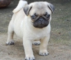 Cachorros Pug/Carlino Macho y Hembra - mejor precio | unprecio.es