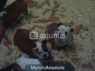 Camada de Bulldog Ingles