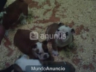Camada de Bulldog Ingles - mejor precio | unprecio.es