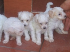 CANICHE HENANO - mejor precio | unprecio.es