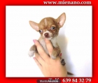 CHIHUAHUAS EN VENTA, COMPRE CALIDAD , COMPRE CAMBANUS FOTOS REALES 761499918 - mejor precio | unprecio.es