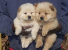 Chow chow cachorros de calidad a un precio asequible. - mejor precio | unprecio.es