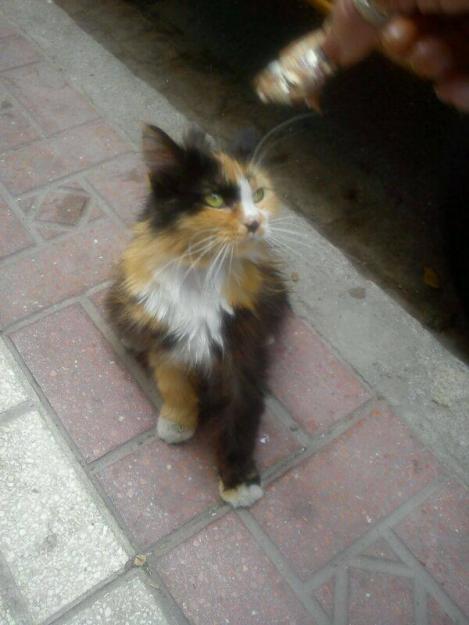 increible gatita tricolor busca casa