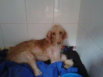 Iris, su mirada te parte el corazón... estuvo a punto de morir solita