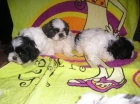 OFERTA CACHORRITOS SHIH TZU - mejor precio | unprecio.es