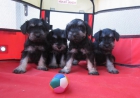 Schnauzers preciosa camada de color negro plata - mejor precio | unprecio.es