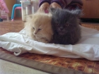 vendo gatitos persa europeos - mejor precio | unprecio.es