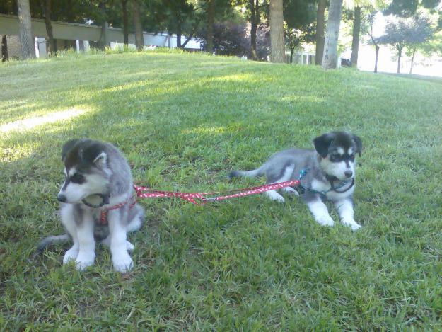 vendo husky