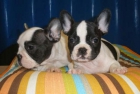 Bulldog francés, cachorros extraordinarios - mejor precio | unprecio.es
