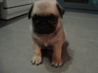 CACHORROS Carlino pug macho y hembra - mejor precio | unprecio.es