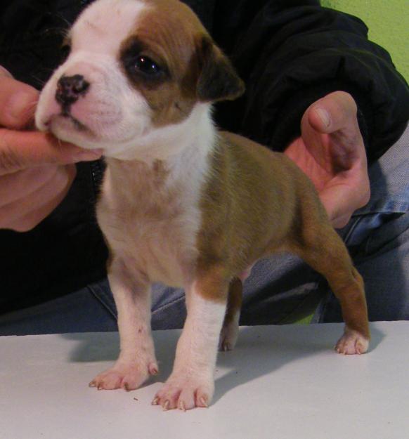 cachorros de american staffordshire