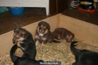 cachorros gran collie/pastor - mejor precio | unprecio.es