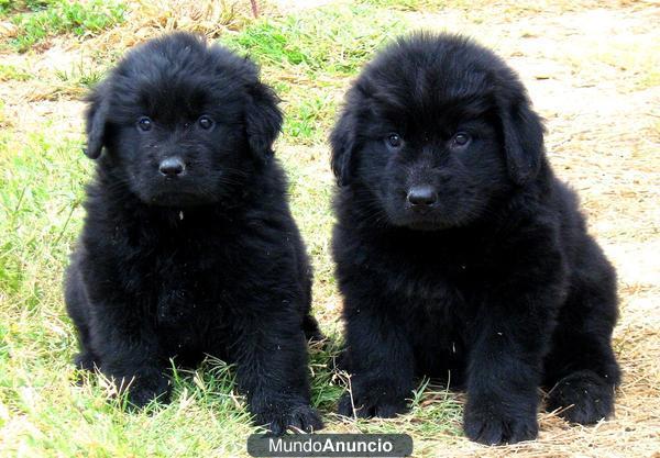 CACHORROS TERRANOVA 390 €