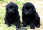 CACHORROS TERRANOVA 390 € - mejor precio | unprecio.es