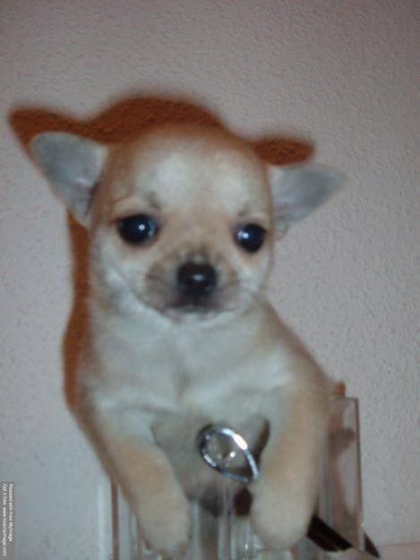 Chihuahuas : cachorritos miniaturas de compañia o exposicion.