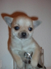 Chihuahuas : cachorritos miniaturas de compañia o exposicion. - mejor precio | unprecio.es