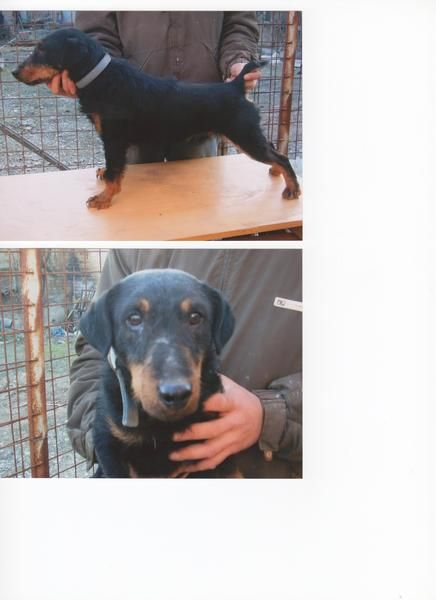 jagd terrier para tejon y tuberia