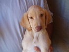 Lindo cachorrito de Labrador retriever color crema, solo 120 euros. - mejor precio | unprecio.es