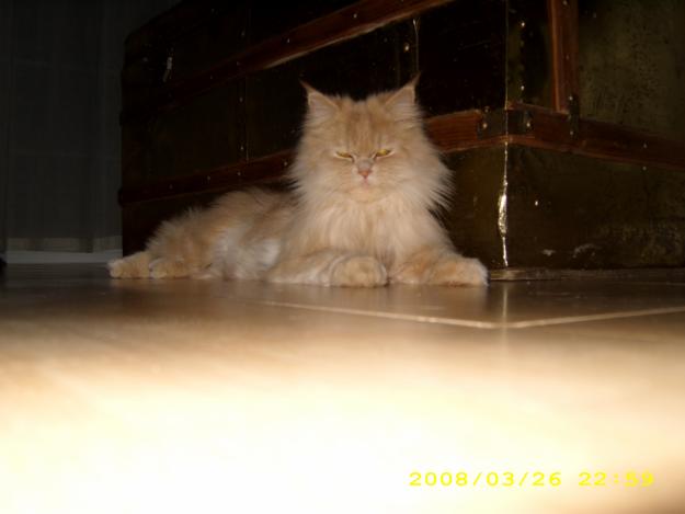 PERDIDA GATITA PERSA BEIGE