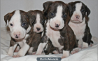 PIT BULLS MEJICANOS , ATIGRADOS Y BLANCOS . - mejor precio | unprecio.es