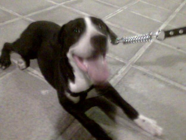 PITBULL-STAFFORD me urge!!!!!!